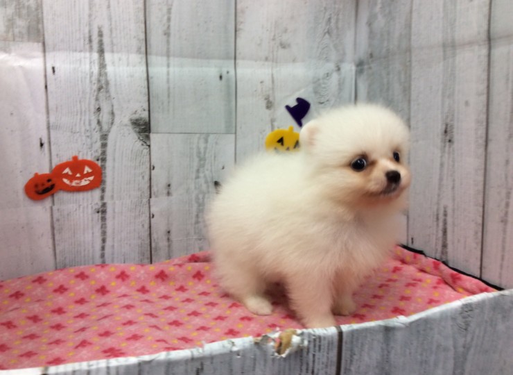 dog20190924