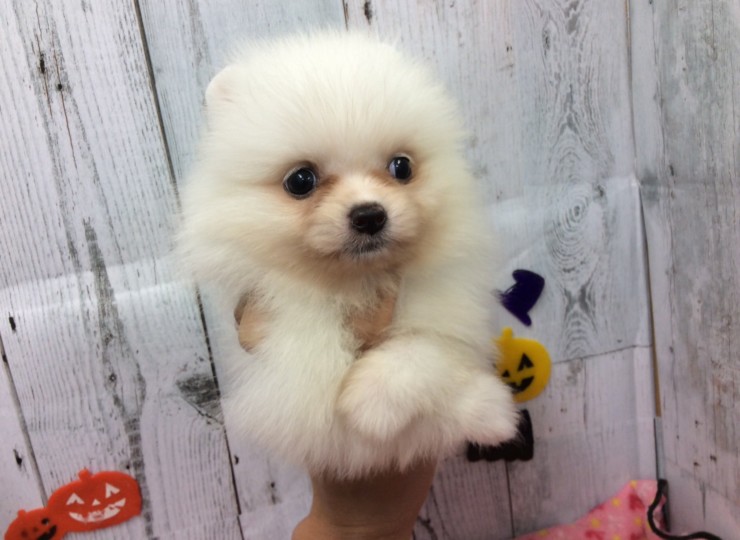 dog20190924