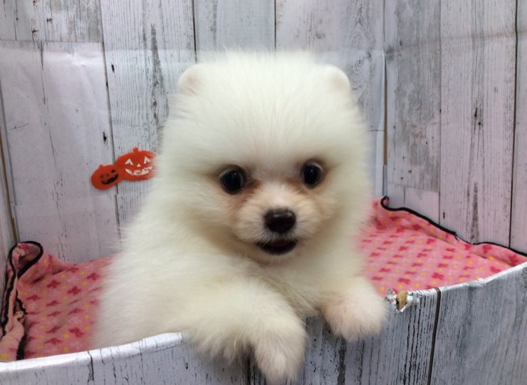 dog20190924