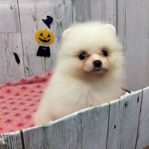 dog20190924