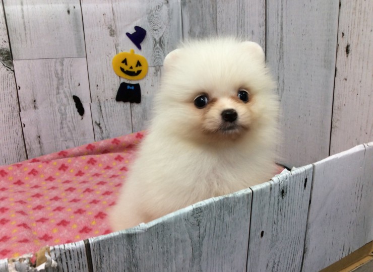 dog20190924