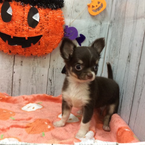 dog20190925