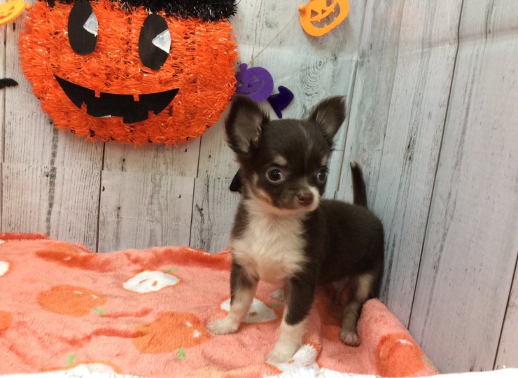 dog20190925