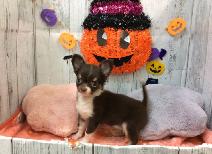 dog20190925