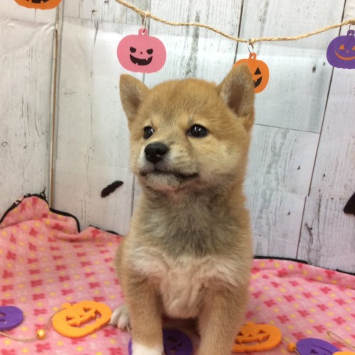 shiba20190909